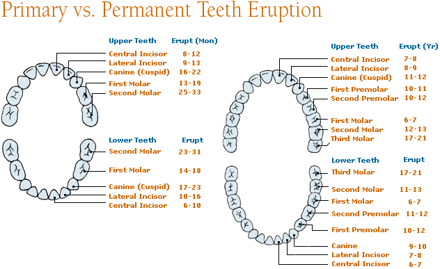 Eruption of your Childs Teeth